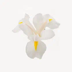 belyj-iris