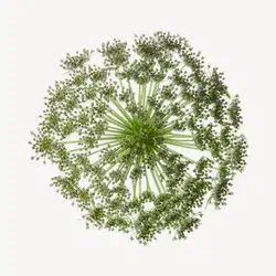 galbanum