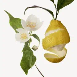 gedion