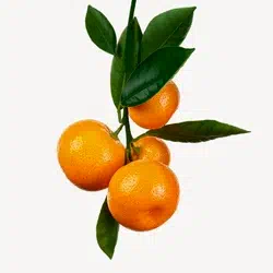italyanskij-mandarin