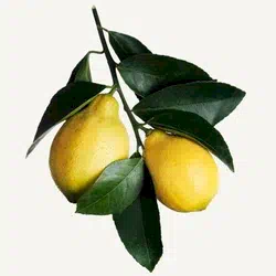 limon