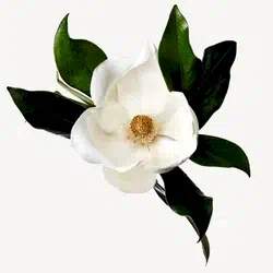 magnoliya