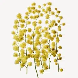 mimoza