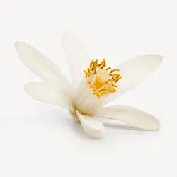 neroli