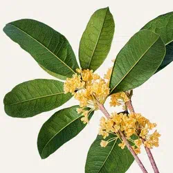 osmantus