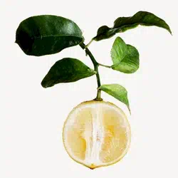 siciliyskij-bergamot