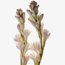 tuberoza