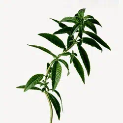 verbena